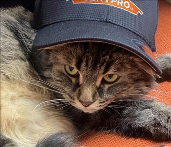 The office cat Salsa in a SERVPRO hat